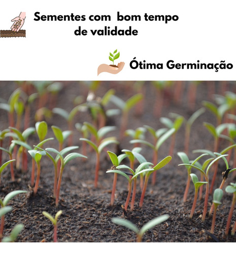 1000 Sementes Das Pimentas Mais Ardidas Do Mundo Para Mudas
