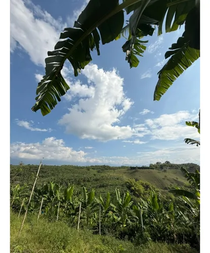 Venta Finca Circasia Cafe - Platano - Banano - 12.5 Cuadras
