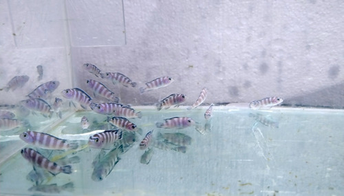 Pseudotropheus Demasoni X 5 - Peces Ciclidos Africanos