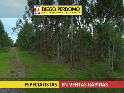 Campo Forestal De 117 Has En Venta, San José