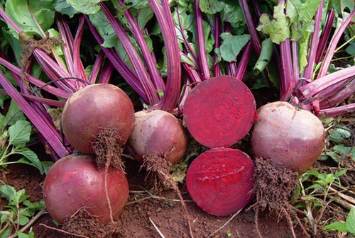 Sementes Orgânicas De Beterraba -- Remolacha Beetroot