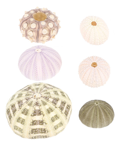 Maceta Para Caracolas Sea Urchin Shells Crafts, 6 Unidades