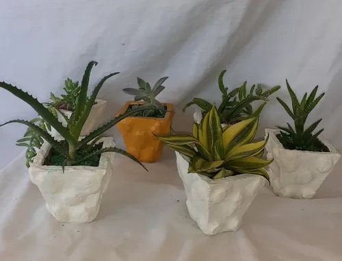 Minicactus Y Suculentas