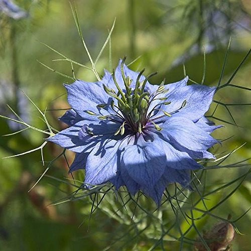 Semillas De Comino Negro (nigella Sativa) Paquete De 50 Semi