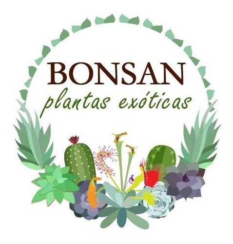Semillas Eneldo Huerta Aromática Especias Condimento Natural