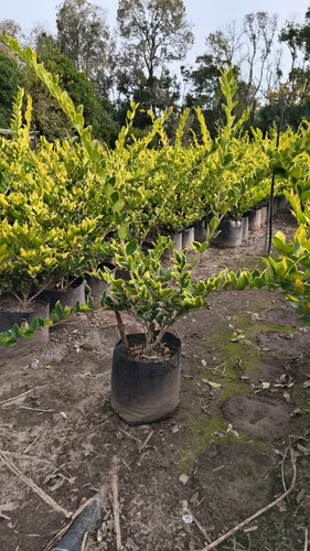 Arbusto Olea Texano Amarillo - 10 Unidades Para Cerco Vivo Amarillo 10l Amarillo