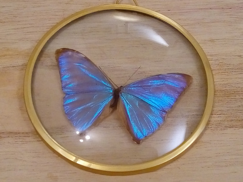 Mariposa Disecada Colección Decoración - Martínez 