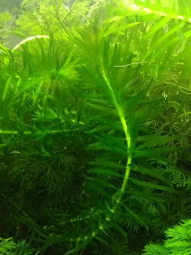 Decoración Para Acuarios Planta Elodea Canadensis X20 Tallos