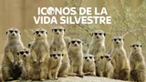 Íconos de la vida silvestre