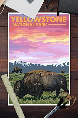 Poster Parque Nacional De Yellowstone, Wyoming, Bison And Su