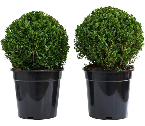 Buxus Recortados, Topiaria, Cònicos  O Esfèricos