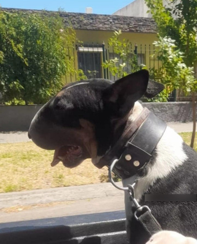 Bull Terrier Cachorros