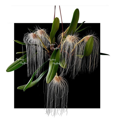 Orquidea Bulbophilum Medusae. Planta Adulta!!