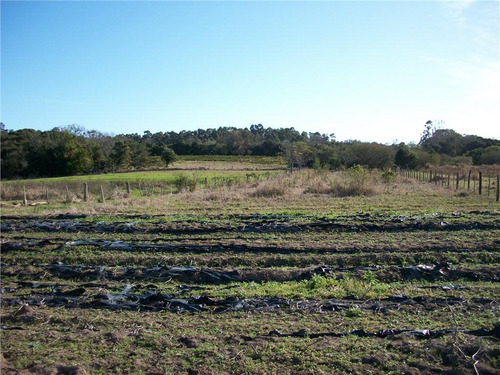 Imagem 15 de 30 de Sítio Rural À Venda, Lami, Porto Alegre. - Si0006