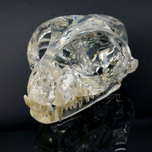 Modelo Anatómico Dental De Cráneo Felino Para Clínica