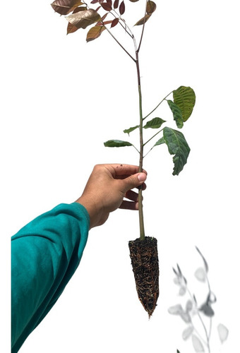 Kit Com 50 Mudas De Mogno Africano Khaya Grandifoliola