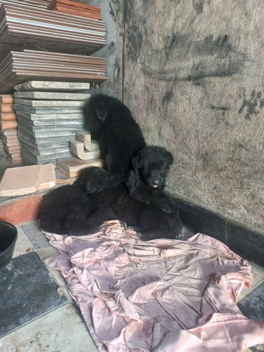 Cachorras Ovejero Belga Groenendael Negro