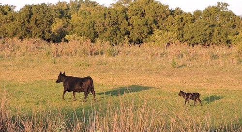 Imagen 1 de 1 de Sc745 Campo Mixto En Chascomús. Prov De Buenos Aires.