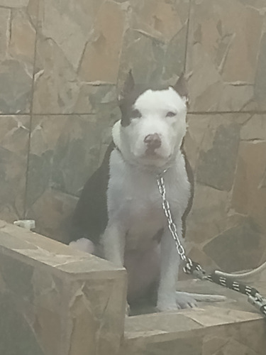 American Pitbull Terrier 