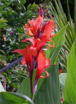 Comprar Semillas De Arbol De Plantas Raras Canna Indica 20 Semillas 