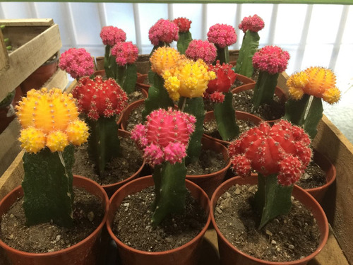 Cactus Injertados Fluorescentes Grandes Importados 