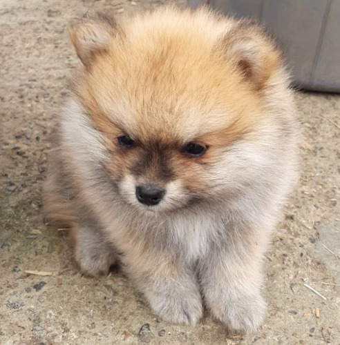Pomerania Precioso Cachorrito Pureza Garantizada Mini Toy