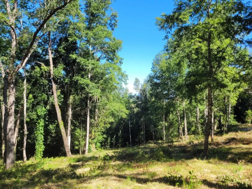 Venta Terreno Reserva Nativa Pedregoso
