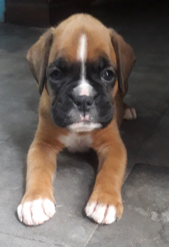 Cachorros Boxer Con Pedigree Fca  Hembras Y Machos  