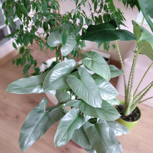 Filodendro Plateado. Philodendron Hastatum. Silver Sword