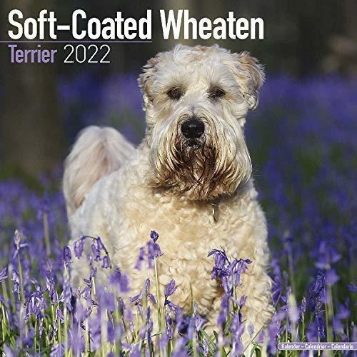 Soft Coated Wheaten Terrier Calendar Dog Breed