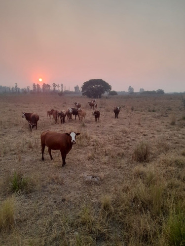 Campo Ganadero Agrícola -sobre Ruta Nacional 12 - Corrientes