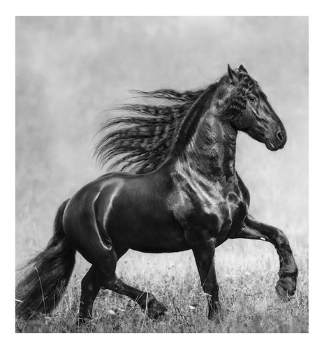 Vinilo 45x45cm Caballo Foto Blanco Negro Pradera