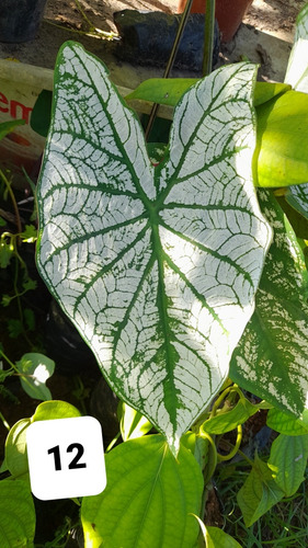Kit 10 Caladium Branco (bulbos)