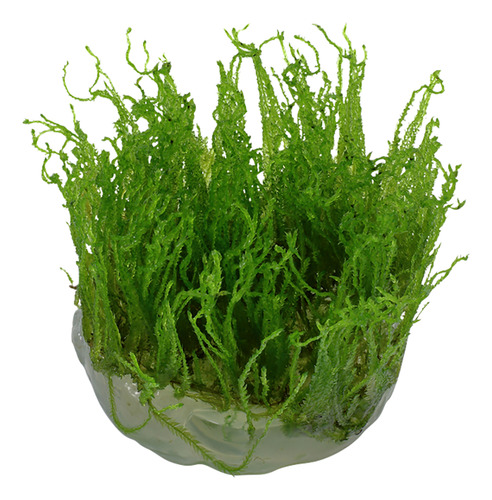 Taxiphyllum Alternans Taiwan Moss 003c Tc Musgo Imp. Tropica