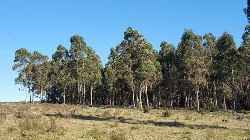 Excelente Campo Ganadero Forestal Completo 252ha Minas Lavalleja