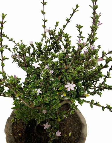 Imagen 2 de 2 de Bonsai Flores