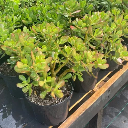 Planta Plantas De Buena Suerte Para La Entrada De La Casa