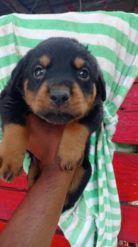 Imagen 2 de 3 de El Rottweiler Es Una Raza Canina De Tipo Molosoide Originari