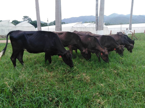 Imagen 15 de 20 de Finca En Carabobo Bejuma Aa