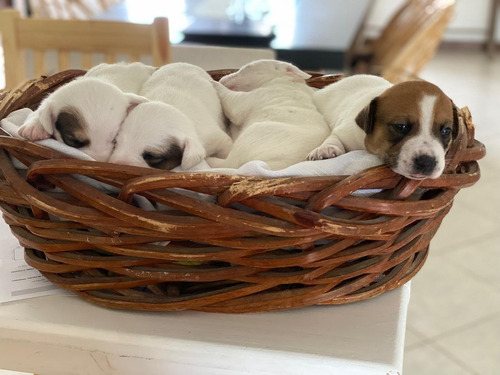 Cachorros Jack Russell Terrier