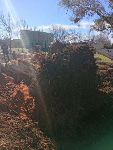 Sacamos Árboles De Raíz Podamos Altura Trabajamos Con Grúa