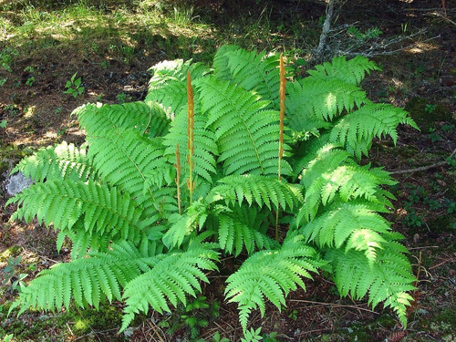 20 Canela Rizoma Raiz Helecho Osmundastrum Cinnamomeum