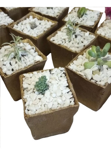 Suculentas Cactus Tunas,regalos Souvenirs Oferta X 10 Unidad