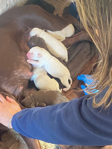 Cachorros Labradores Puros