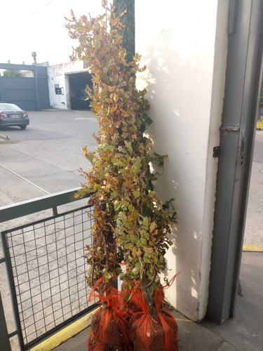 Imagen 4 de 4 de Quercus Robur (roble Europeo) 15lts