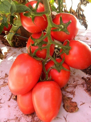 200 Sementes De Tomate Santa Adélia + Brinde