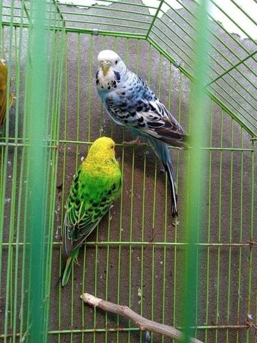 Pericos Australinos Pseudos