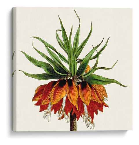Canvas Lab Cuadro Cosechado Antiguo Botánico V 120x120