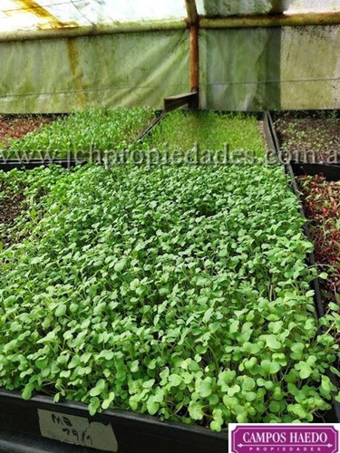 Imagen 5 de 12 de Fondo De Comercio Brotes Y Micro Vegetales Gastronómicos