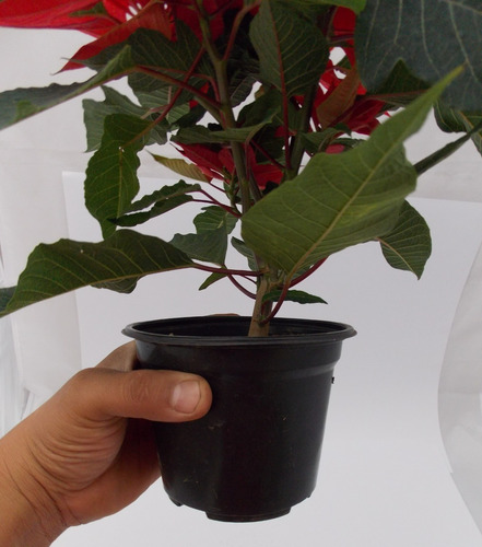 Imagen 6 de 10 de Planta Nochebuena 5 Pulgadas (premium)